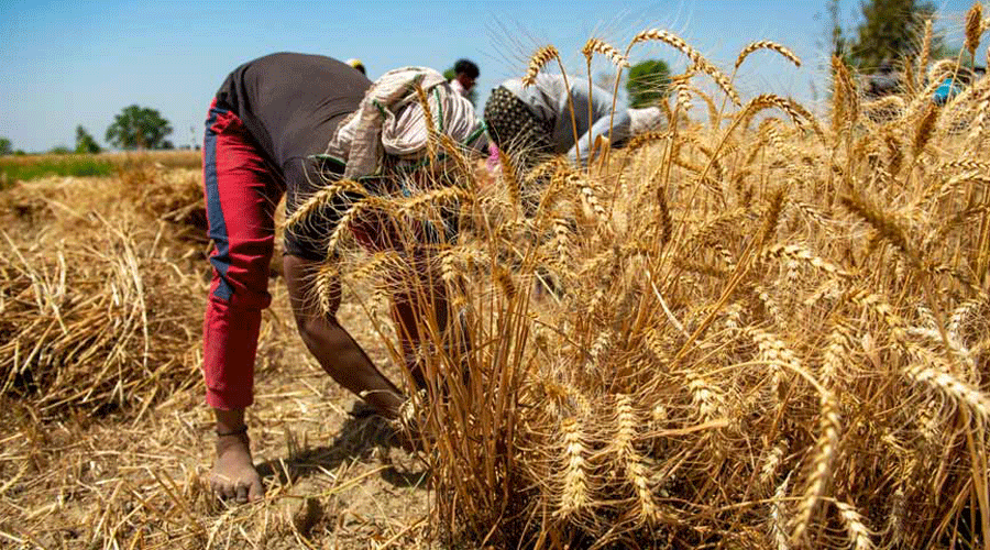 wheat export - Wheat export ban traps 1.8 million tonnes of grain at ports  - Telegraph India