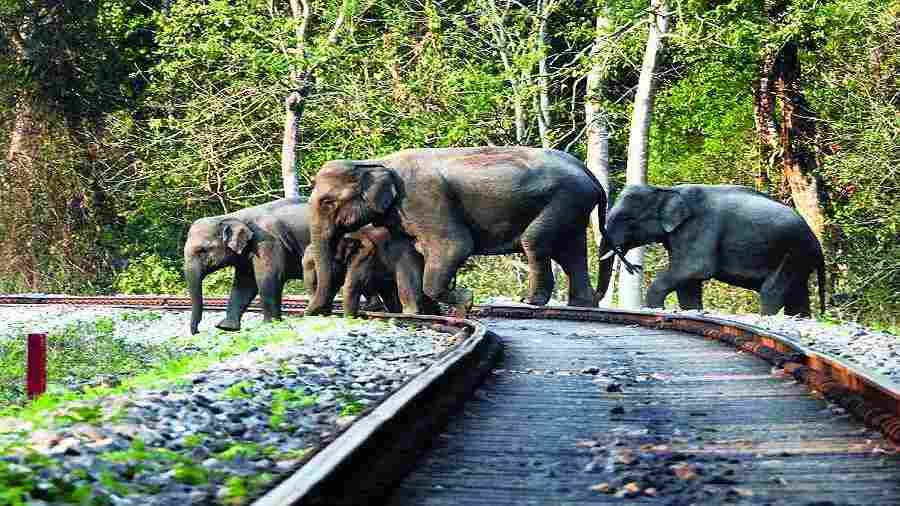 A herd of elephants crosses the railway tracks in the Dooars. 