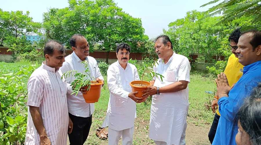 Tree plantation in Andal