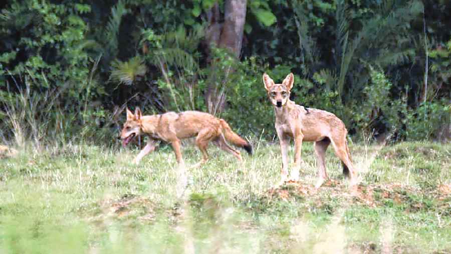 Wolves in Paschim Bardhaman district