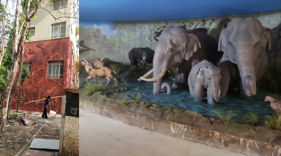 The renovated museum inside Dalma wildlife sanctuary (left); Dioramas fixed at the renovated museum inside Dalma wildlife sanctuary (right)