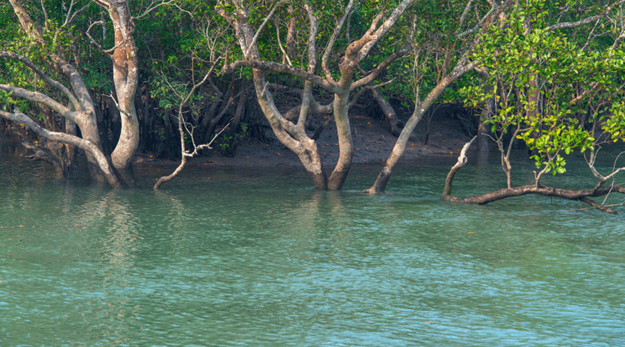 Mangroves are salt tolerant plant species found in the intertidal regions along the creeks and estuaries near the coast close to the river mouths.