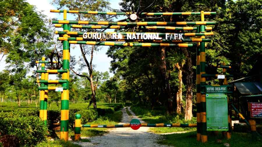 Gorumara National Park - Bar on loud music for forest resorts - Telegraph  India