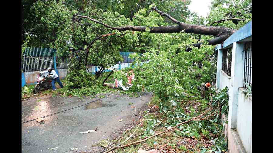 A tree uprooted and fallen on a building in Burdwan. 