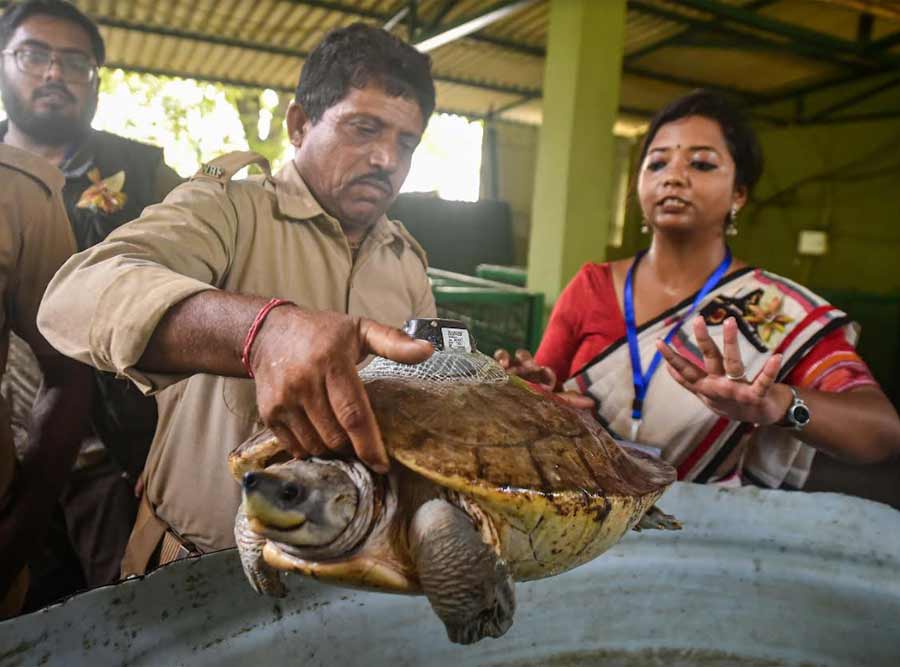 An official of the forest department prepares to release a Northern river terrapin (‘Batagur Baska’) in the Sunderbans area on the occasion of World Turtle Day on Monday