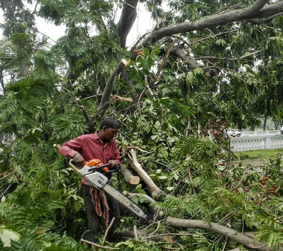 A Kolkata Municipal Corporation worker cuts a fallen tree near the Fort William on Sunday. More than 50 trees fell in the Kolkata municipal area during and after Saturday afternoon’s Nor’wester that clocked 90kmph 