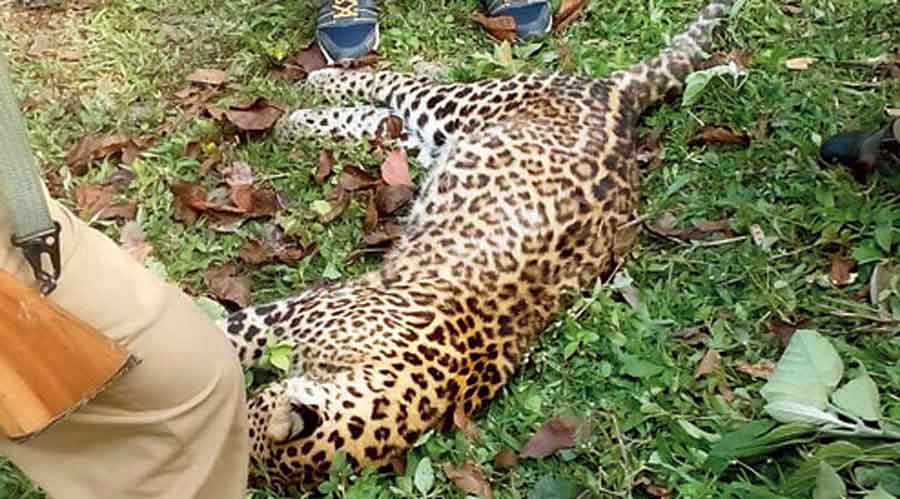 During the past few days, this is the second incident when the carcass of a leopard was recovered from a tea estate in the Dooars. 