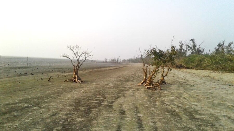 Exposed mangrove trees with intertwined roots on the beach