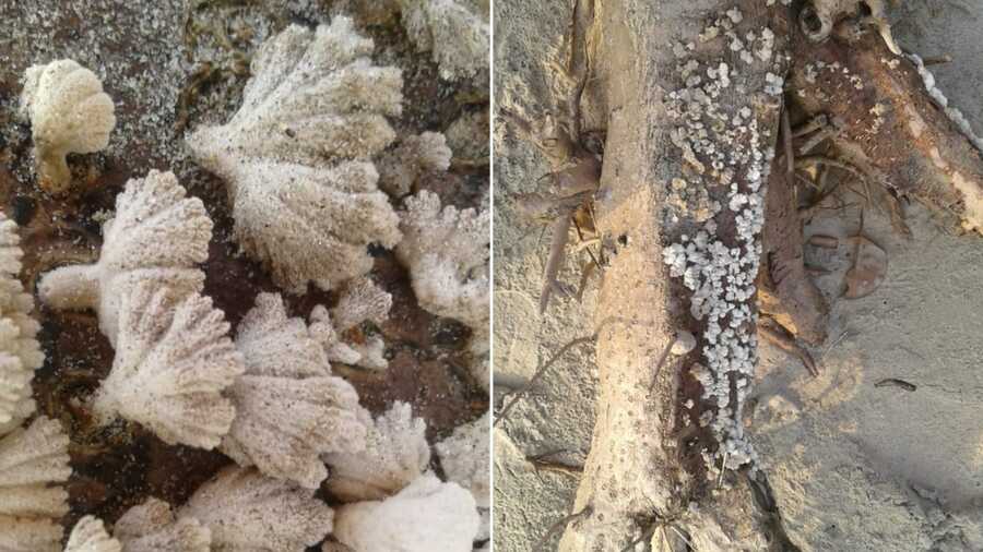 Barnacles growing on distressed wood at the beach 