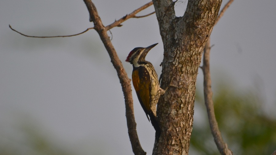 Flameback Woodpecker