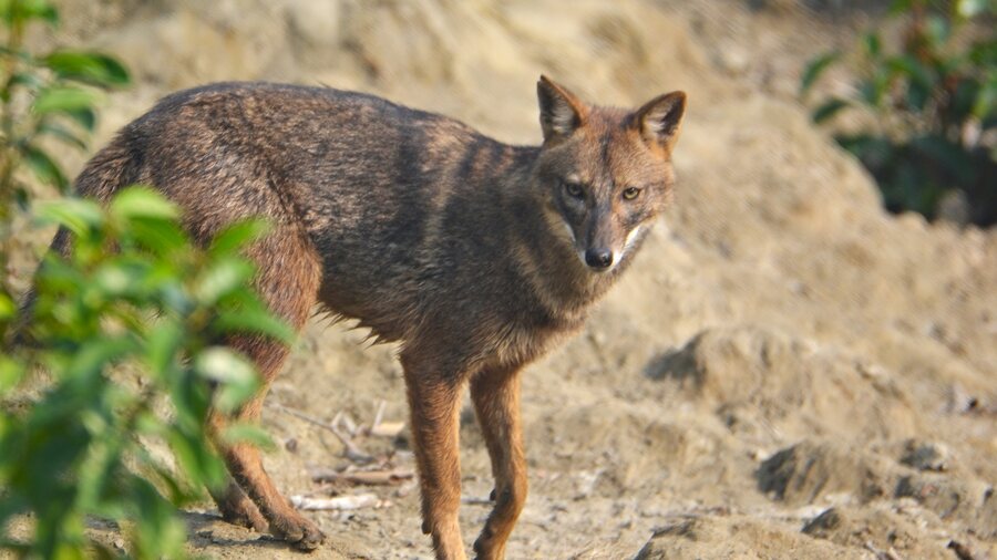 Indian jackal