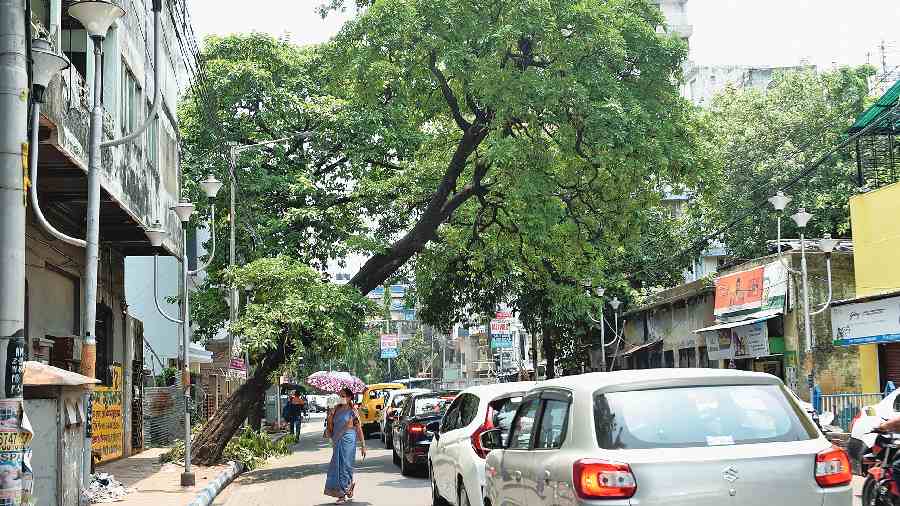 Trees lean dangerously in Hazra on Friday. 
