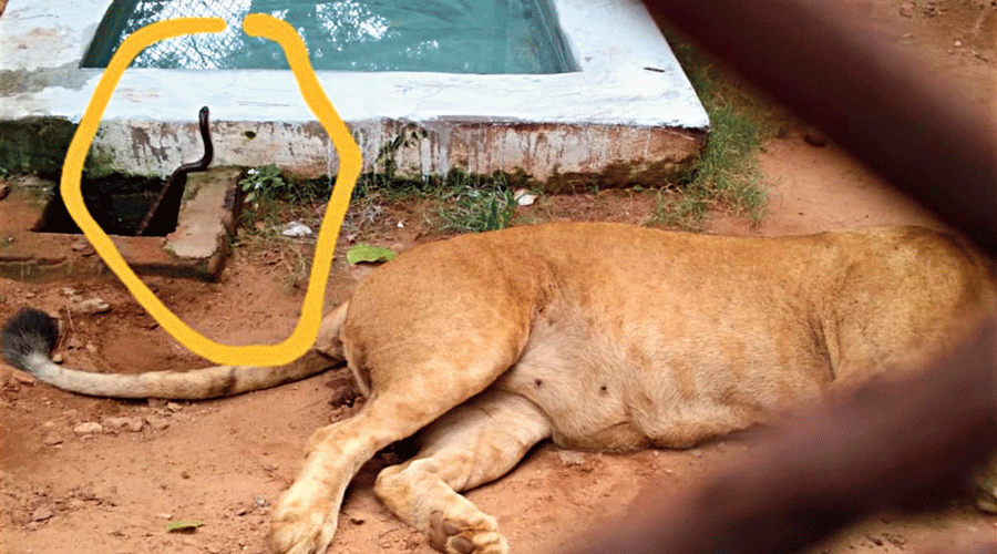 The snake in the enclosure  of lioness Ganga.
