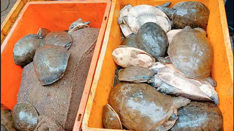 Some of the Indian softshell turtles seized from Swarupnagar on Sunday. 