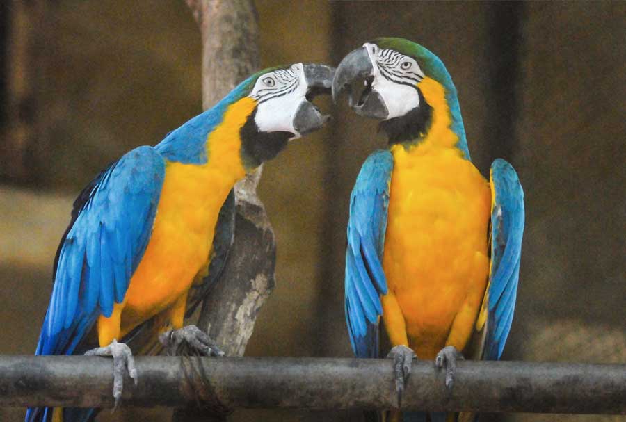 A pair of macaws pamper each other at the Alipore Zoological Garden on Monday