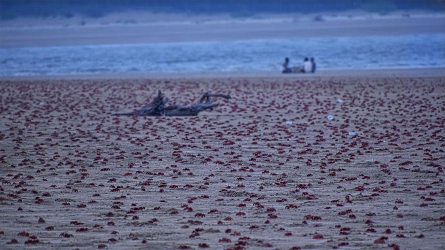 Red crabs dot the beach 