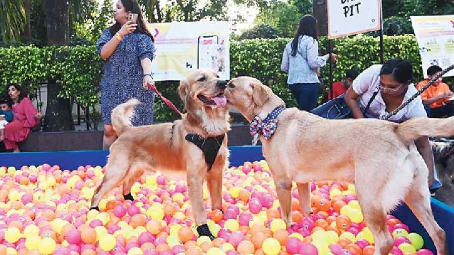 The puppers loved playing in a pool of colourful balls at the Ball Pit