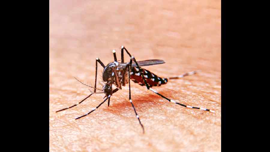Black hole of dengue death data in West Bengal