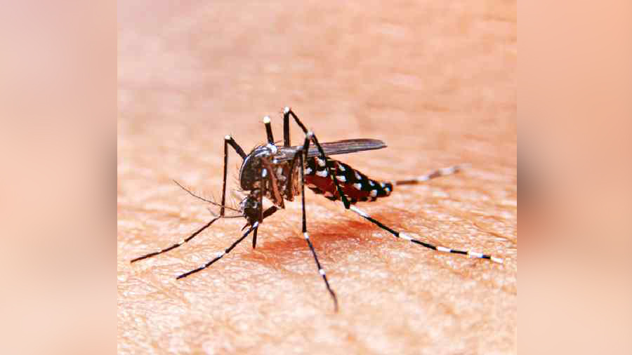 The state government is yet to formally announce the total number of dengue cases this year and the number of deaths till date.
