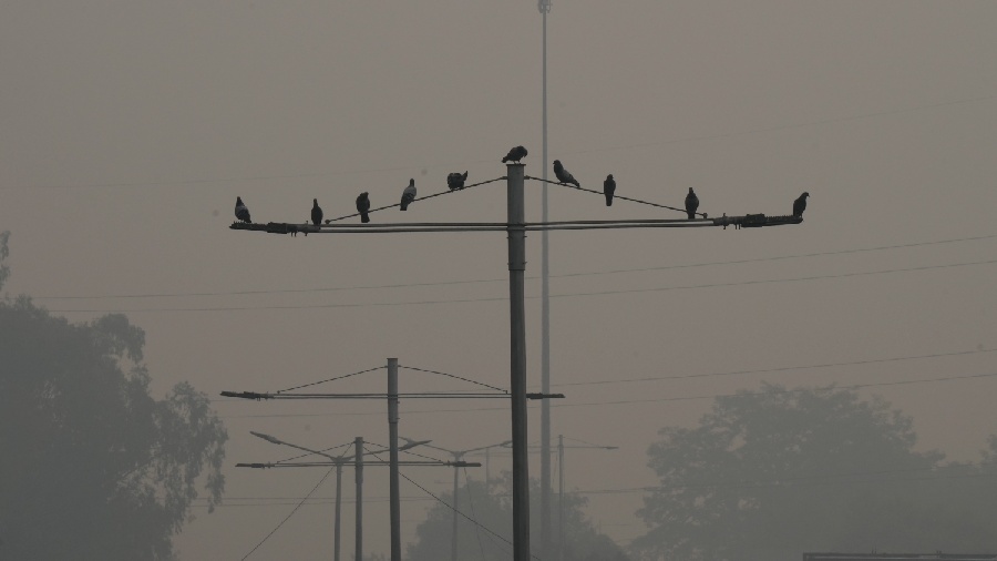 Birds perch on an electric pole
