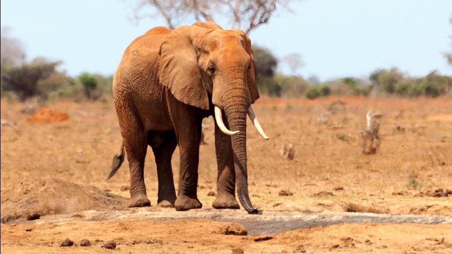 Elephants, zebras, wildebeests and buffalos have perished in the prolonged drought