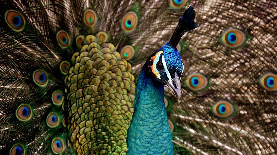 Does love make us think ‘we are all peacocks here’?