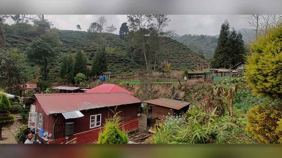 The homestay is surrounded by tea gardens that make for a great view from the cottages