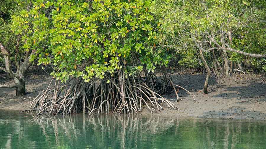 Concern and hope for Sunderbans on Day One of UN climate summit