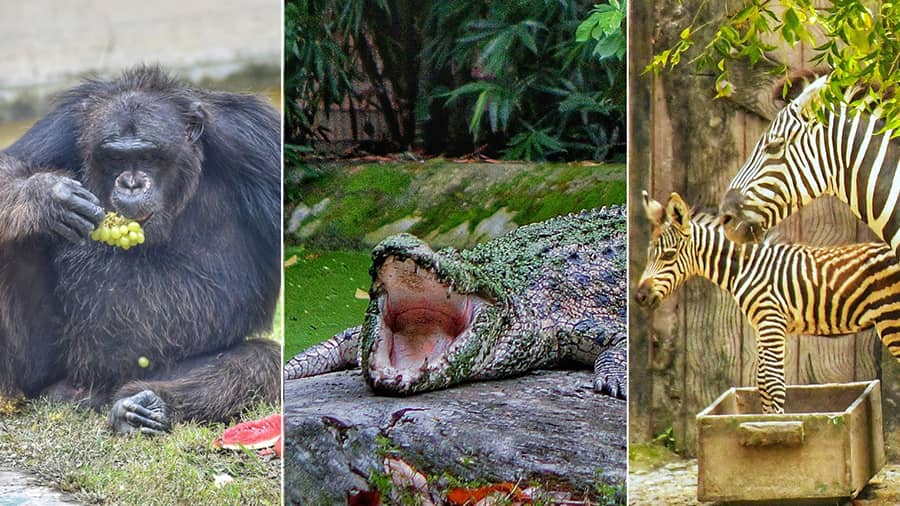 Zoological Garden: Plan a visit with your little one this Children’s Day to spend time with Babu the chimpanzee, who recently turned 34, white tigers, colourful parrots and a wide variety of animals and birds. The zoo is open from 9am to 5pm, but the ticket counter closes at 4.30pm. Tickets cost Rs 25 on weekdays and Rs 30 on the weekends and on government holidays. Tickets for children below five years cost Rs 10