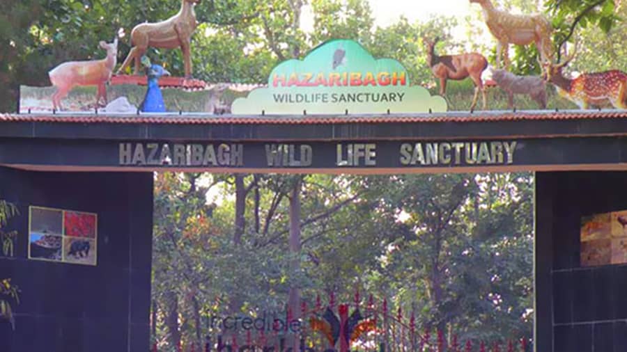 The Hazaribagh Wildlife Sanctuary is spread over 184 sq km