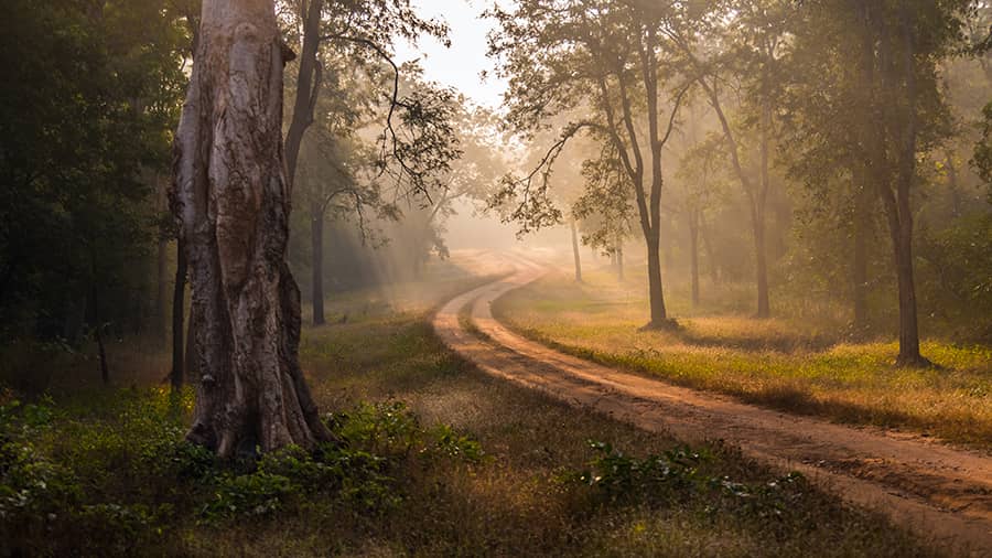 The Betla National Park is home to elephants, tigers, bison and leopards, among other species