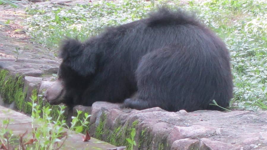 A bear at the Jamshedpur zoo