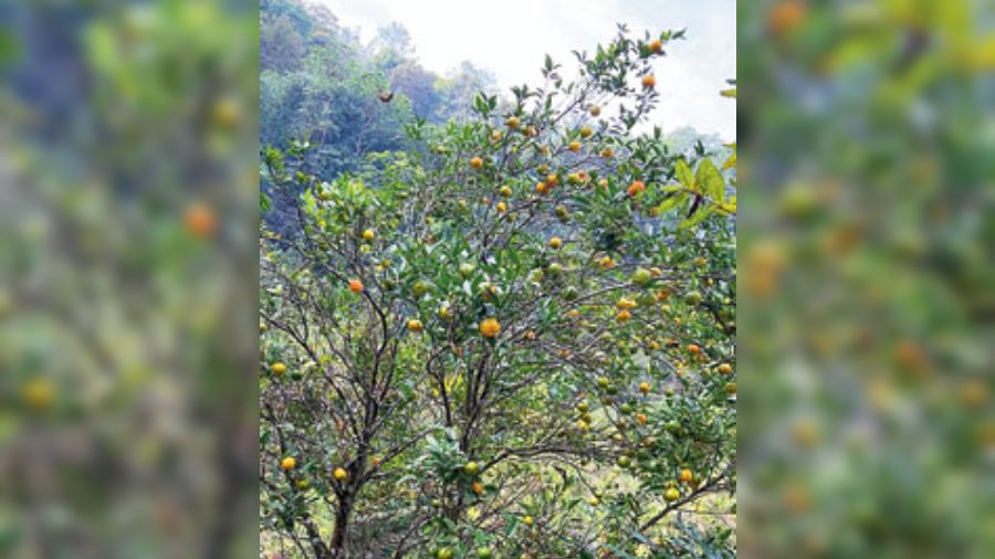 Huge acres of orange orchards were discovered behind the resort, and going through them was an absolute delight for the participants.