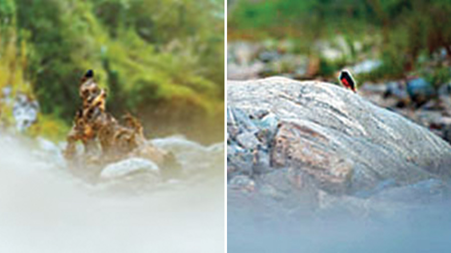 Plumbeous water redstart and White-capped redstart