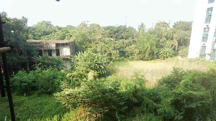 Gupta Nibas, where Abanindranath Tagore lived and died, in ruins. It is hemmed in by a jungle of man-high grass and shrubbery. To its right is an algae-covered pond and a half-built high-rise block, one of several on what is now a campus of the Indian Statistical Institute