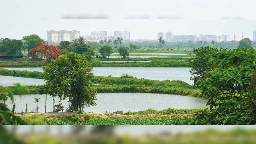 LET LIVE: The East Kolkata Wetlands; eco guides Nayana (below left) and Nibedita Naskar