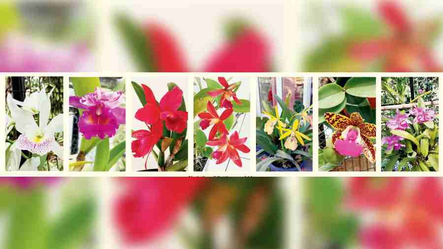 Varieties of Cattleya orchids