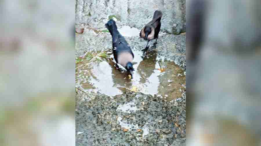 Srimati Mukherjee, Purbachal Cluster XIII
