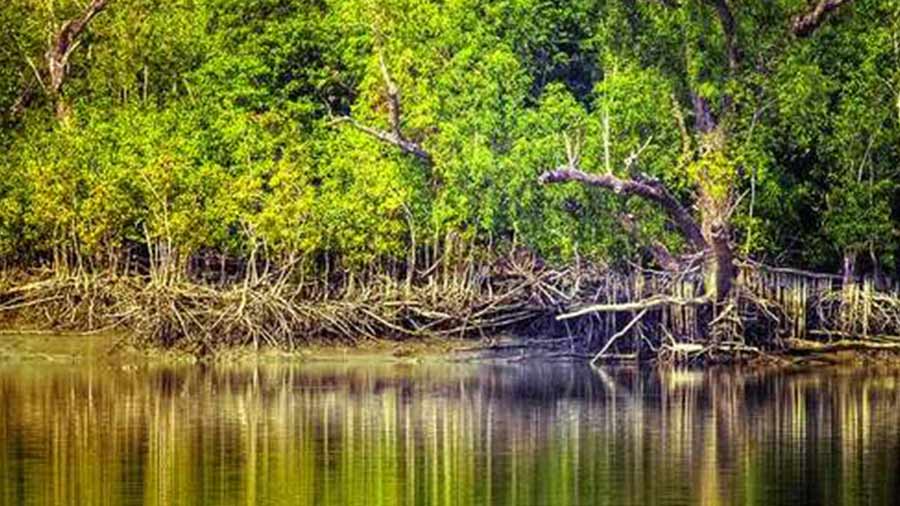 The Sunderbans remain one of West Bengal’s biggest climate-related challenges, feels Ghose
