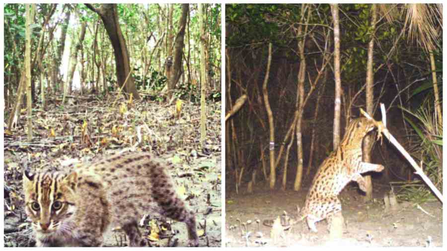 Trap camera images of fishing cats in the Sunderbans Tiger Reserve. 