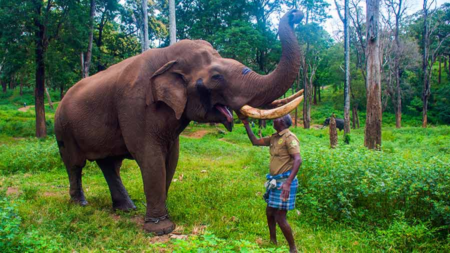 A mahout feeding an elephant at Kozhikamuthi Elephant Camp