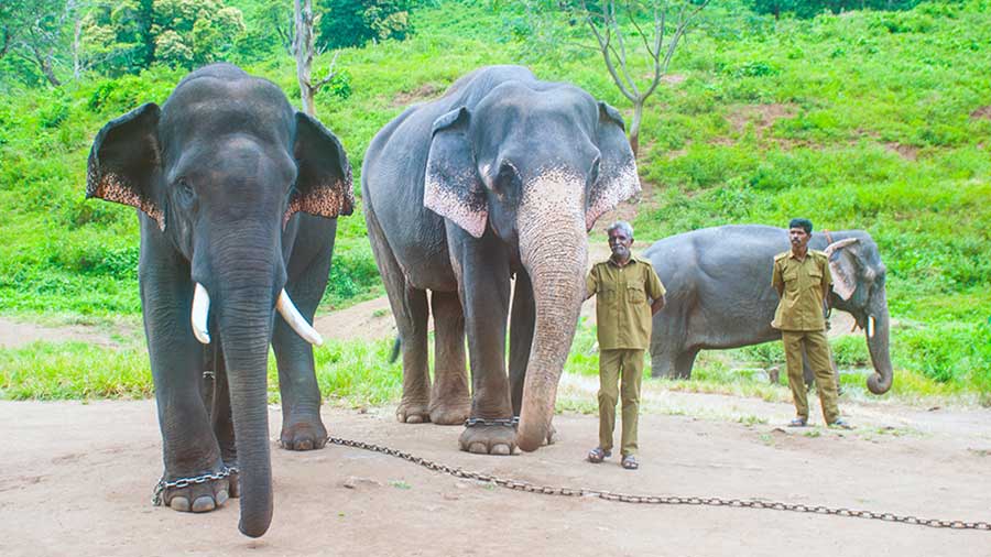 Elephants and mahouts at Kozhikamuthi Elephant Camp 