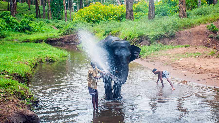An elephant having a bath at the Kozhikamuthi Elephant Camp 