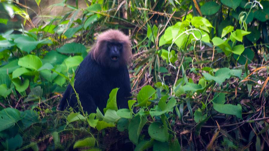 A Nilgiri Langur captured on camera 