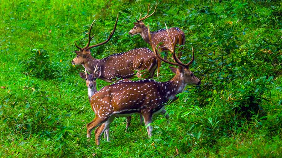 A herd of deer (chital) spotted on the way to Kozhikamuthi Elephant Camp 