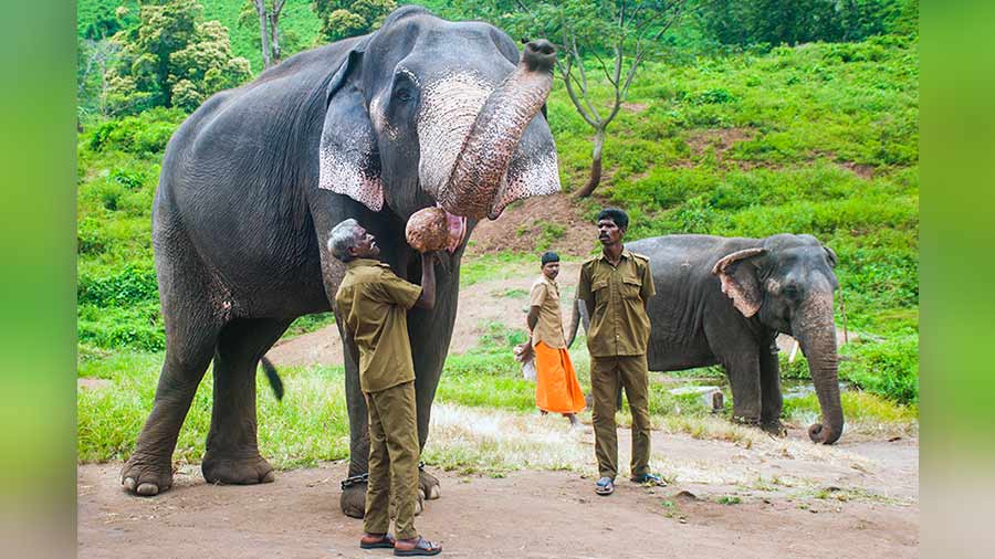 Mahouts feeding elephants at the camp