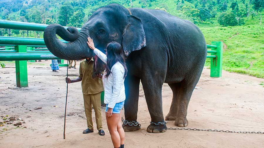 A tourist poses with a elephant at the Kozhikamuthi Elephant Camp