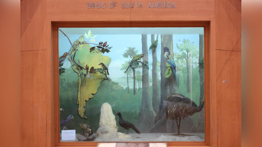 Birds of South America on display 