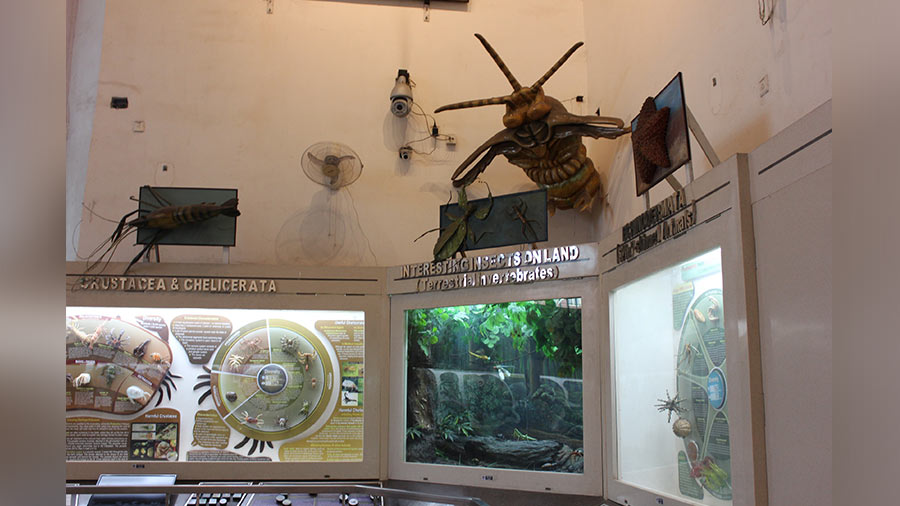 The insect gallery at the Indian Museum
