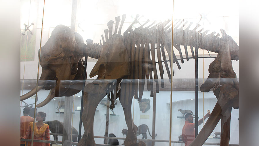 The mammal gallery houses animal skeletons, bones and fossils